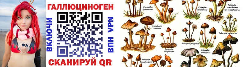 Купить где  Камызяк  Псилоцибиновые грибы Psilocybine cubensis 